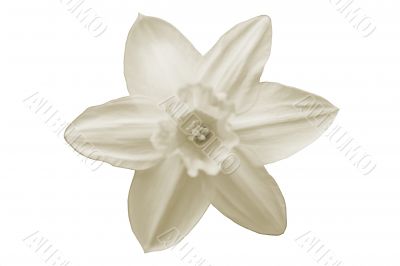 Daffodil isolated