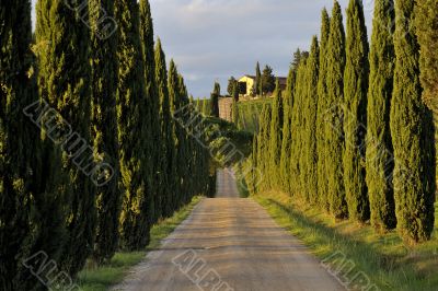 Cypress Alley