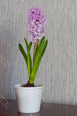 Flower hyacinth.