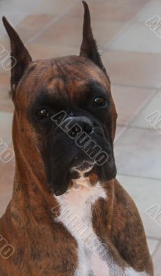 Boxer Dog