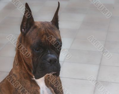 Boxer Dog