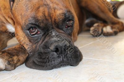 Boxer Dog