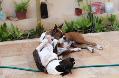 Boxer Dogs