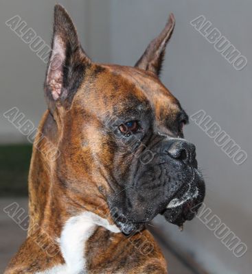 Boxer Dog
