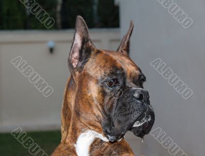 Boxer Dog