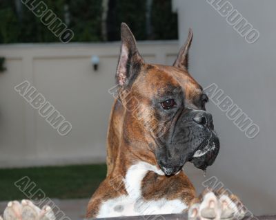 Boxer Dog