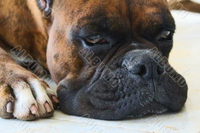 Boxer Dog