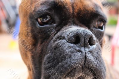 Boxer Dog