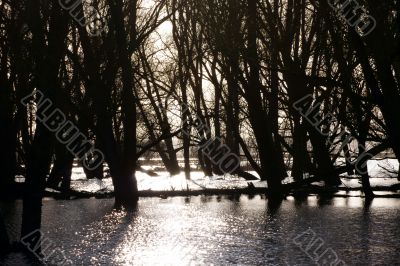 Swans in the backlight 