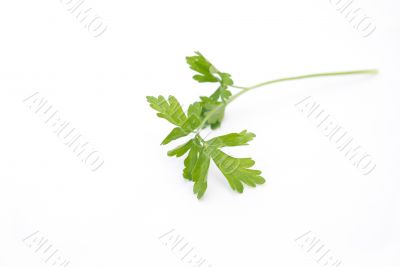 Parsley