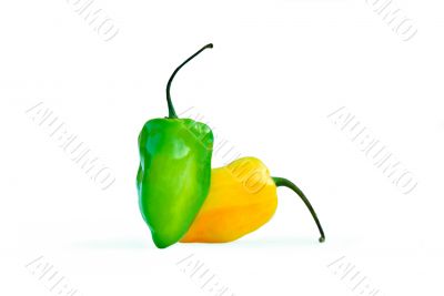 Habanero Chili Pepper