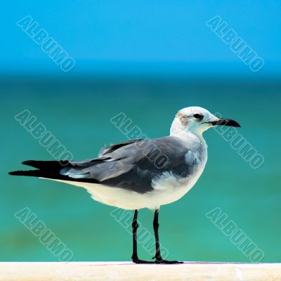Seagull