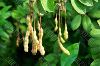Legumes