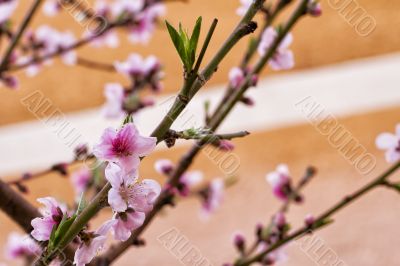 Peach flowers