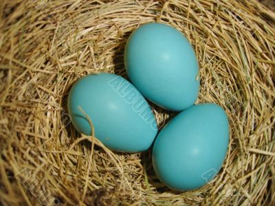 Spring Robin Eggs