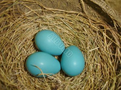 Spring Robin Eggs