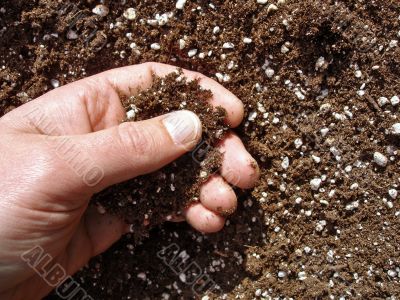 Hand in Soil