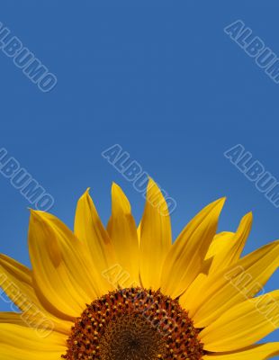 Sunflower Abstract Portrait
