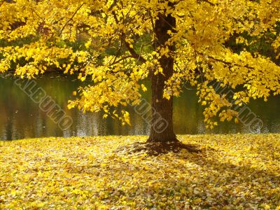 Fall Tree Along Water