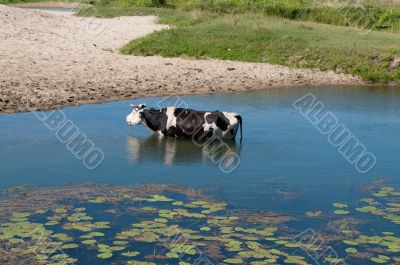 Cow in the river