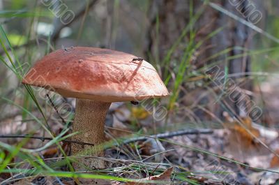 Mushroom and aspen