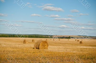 Field with stacks. Summer, the dark blue sky, haystacks after a 