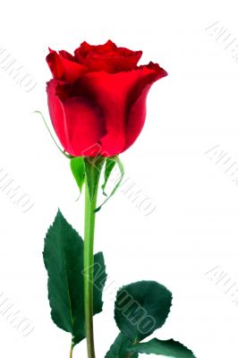 Red rose isolated