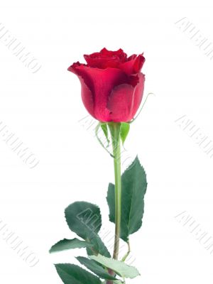 Red rose isolated
