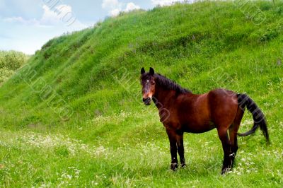 horse