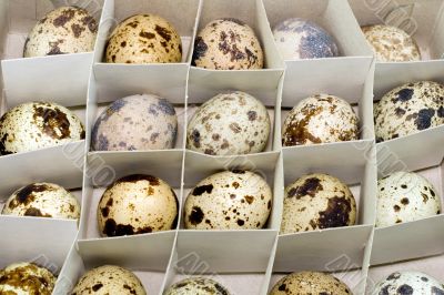 egg femail quail