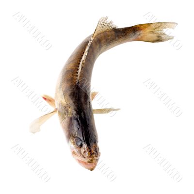 fresh raw fish