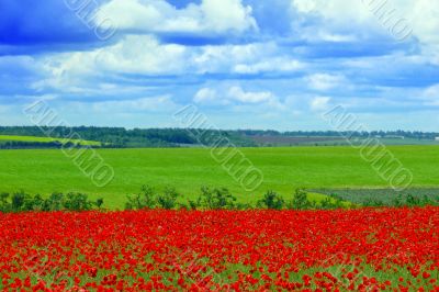 field of red poppies
