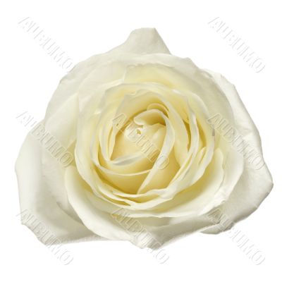 white rose petals