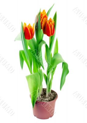 spring tulips