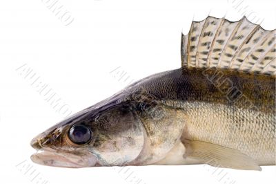 zander