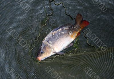 fish in landing-net