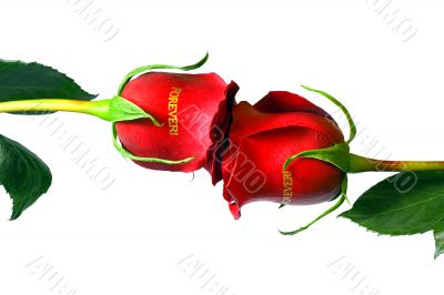 Red roses 
