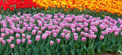 spring field flower