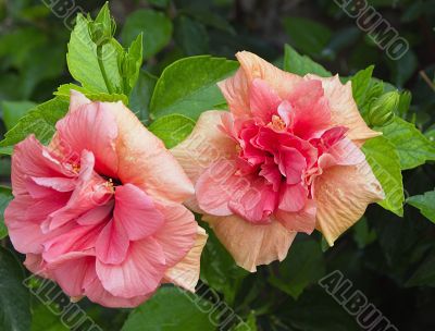 chinese rose