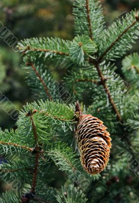 fir tree