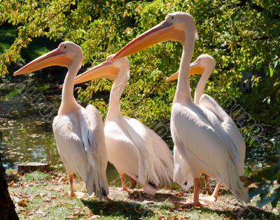 african birds