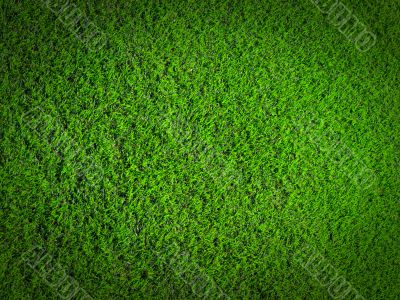 grass nature