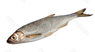 Fish isolated