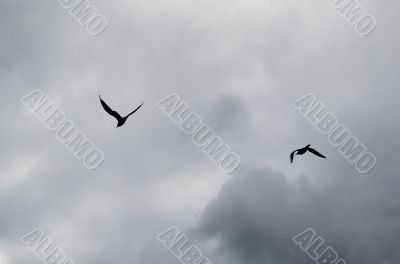 Silhouettes of seagulls