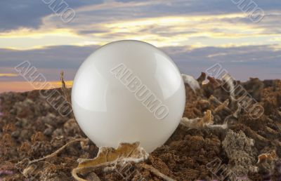 Bulb