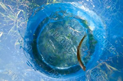 Small fish in a dark blue bucket. 
