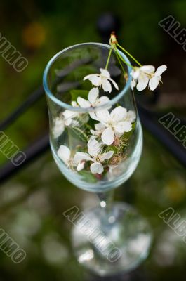 Glass with flowers of a cherry
