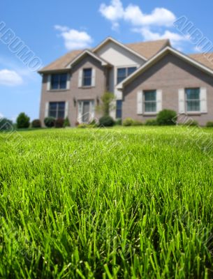 Focus on Front Lawn