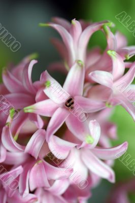 Hyacinth