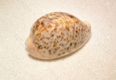 Sea shell